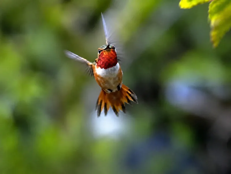 An Allen's hummingbird hovering in flight