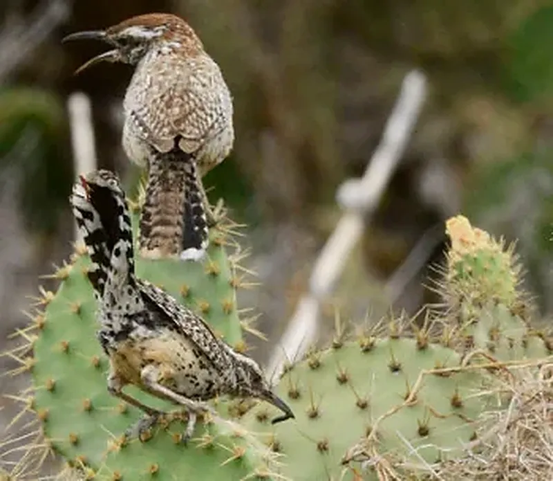 Two cactus wrens perched on a prickly pear cactus