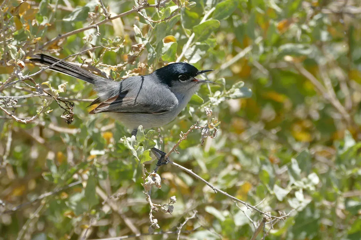 A California gnatcatcher perched in coastal sage scrub