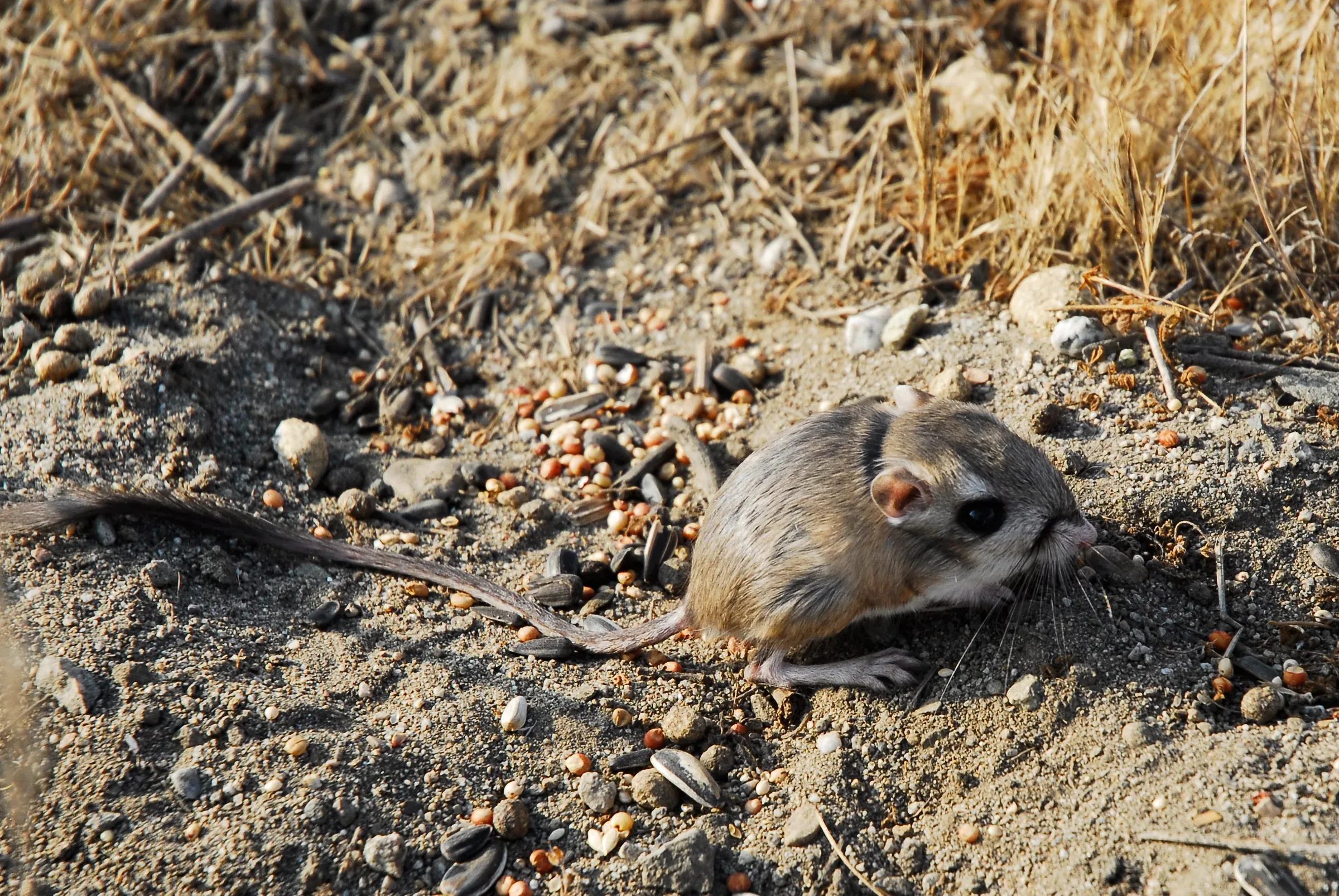A native kangaroo rat in its sandy desert habitat