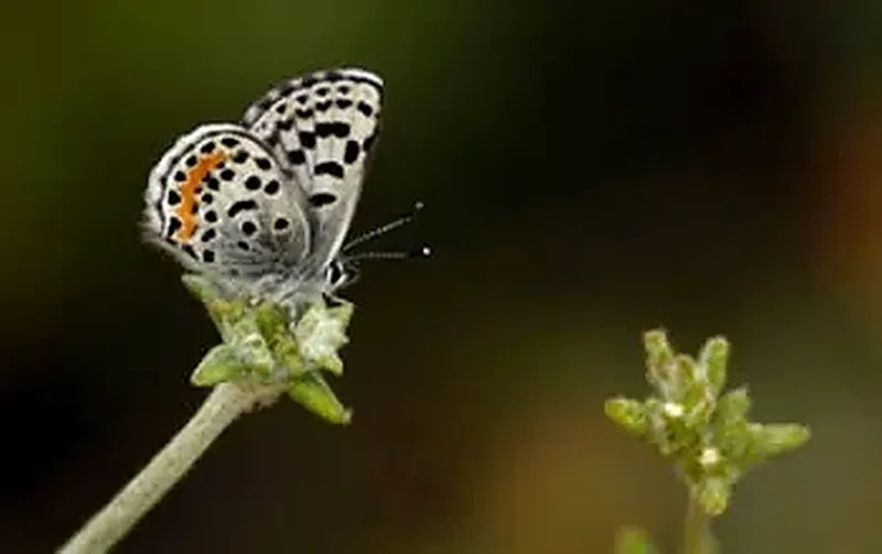 An El Segundo blue butterfly resting on buckwheat