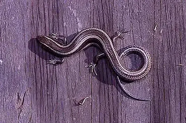 A skink resting on a wooden fence