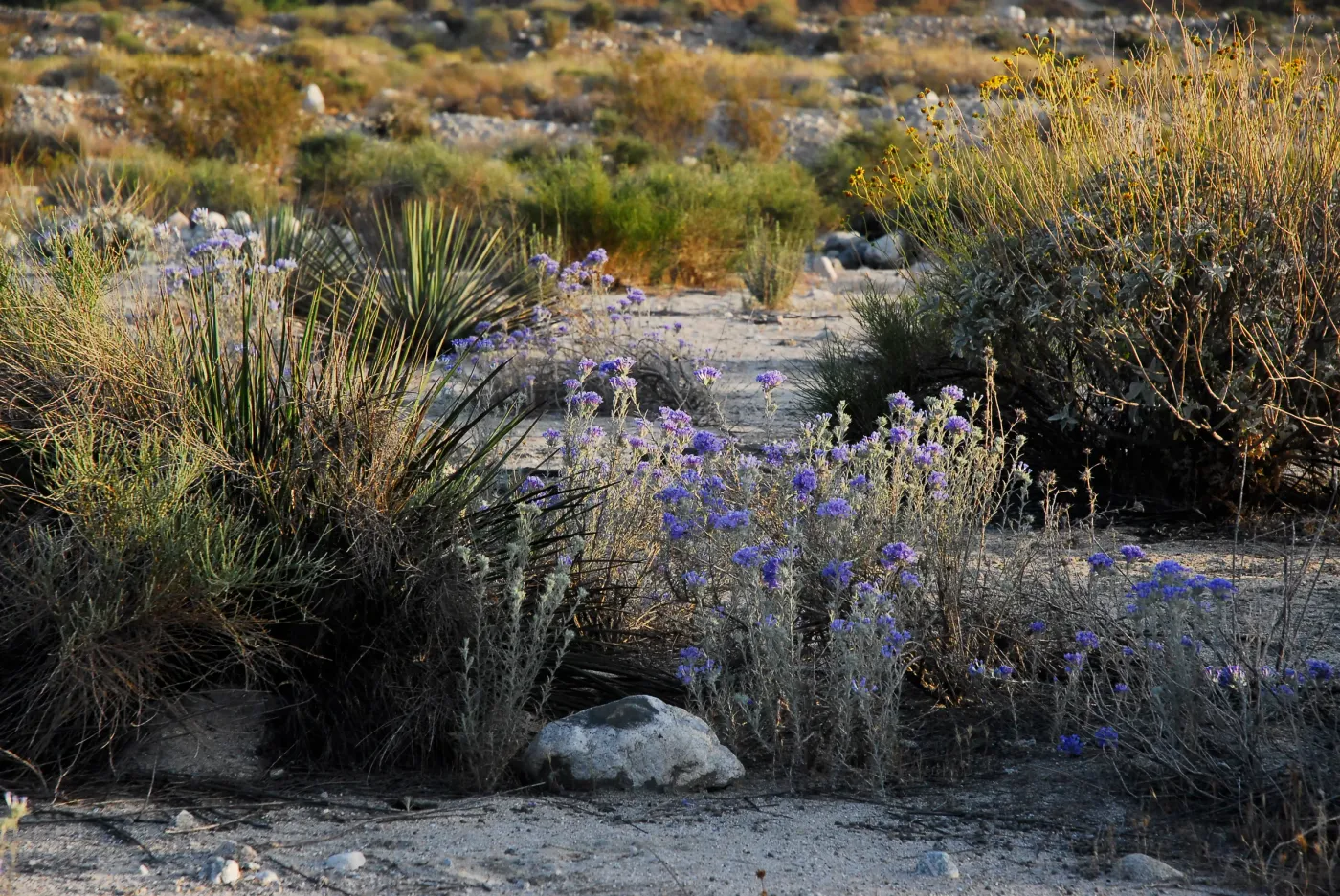 Desert wildflowers blooming in a wash at sunset