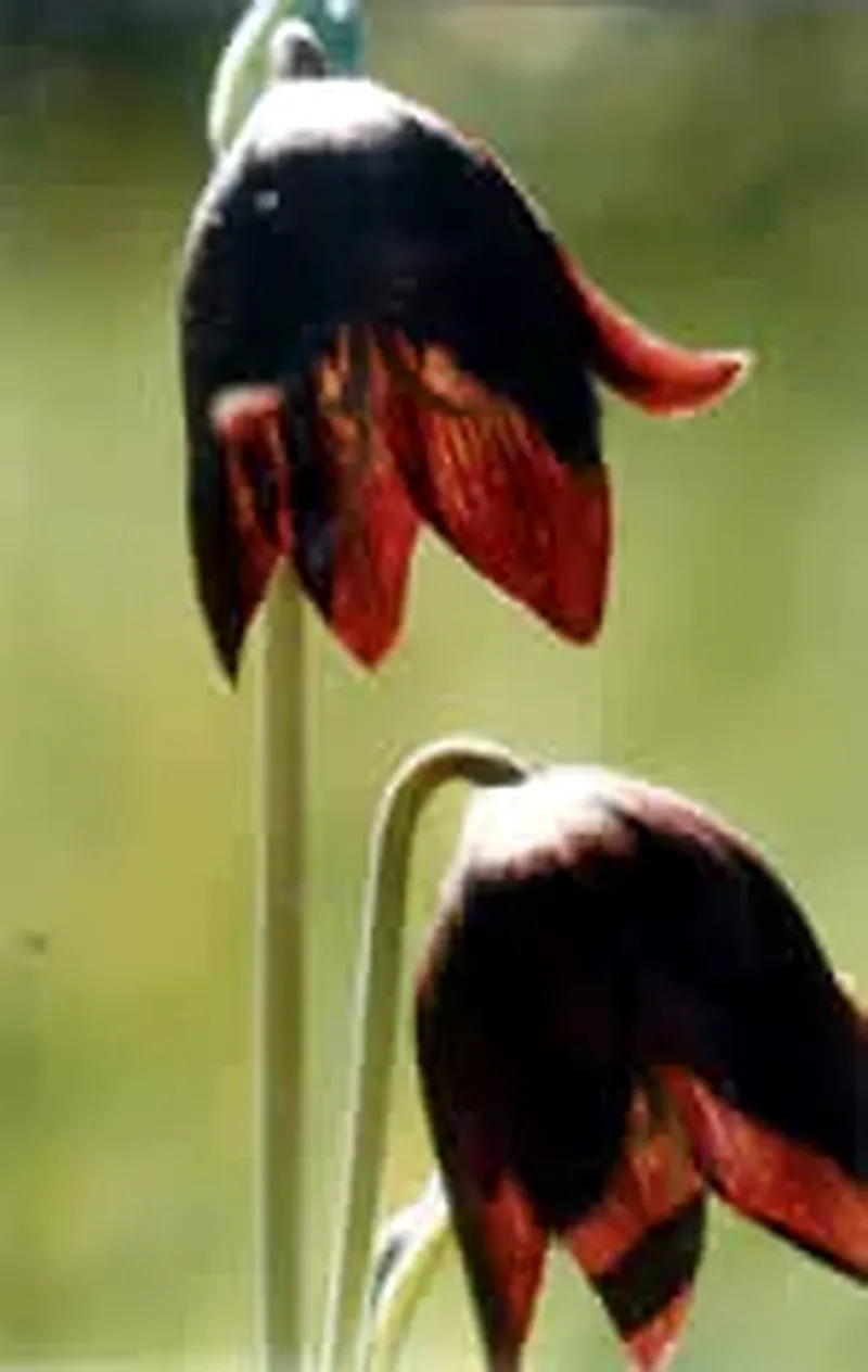 A chocolate lily in bloom