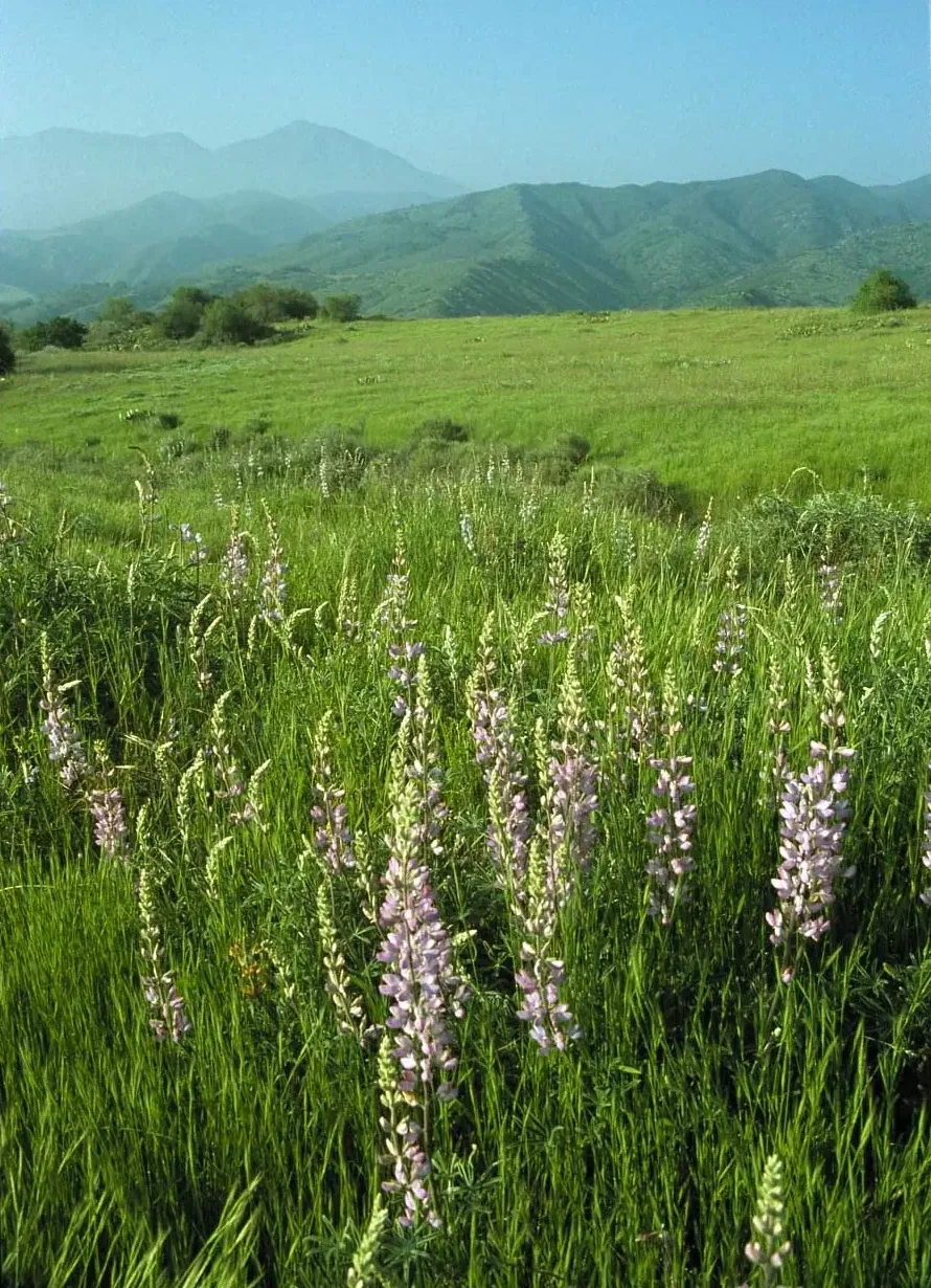 A field of lupine wildflowers at Starr Ranch, with mountains in the distance