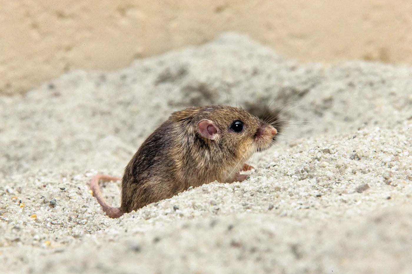 A kangaroo rat emerging from its burrow in sandy habitat
