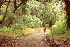 A trail winding through protected oak woodland