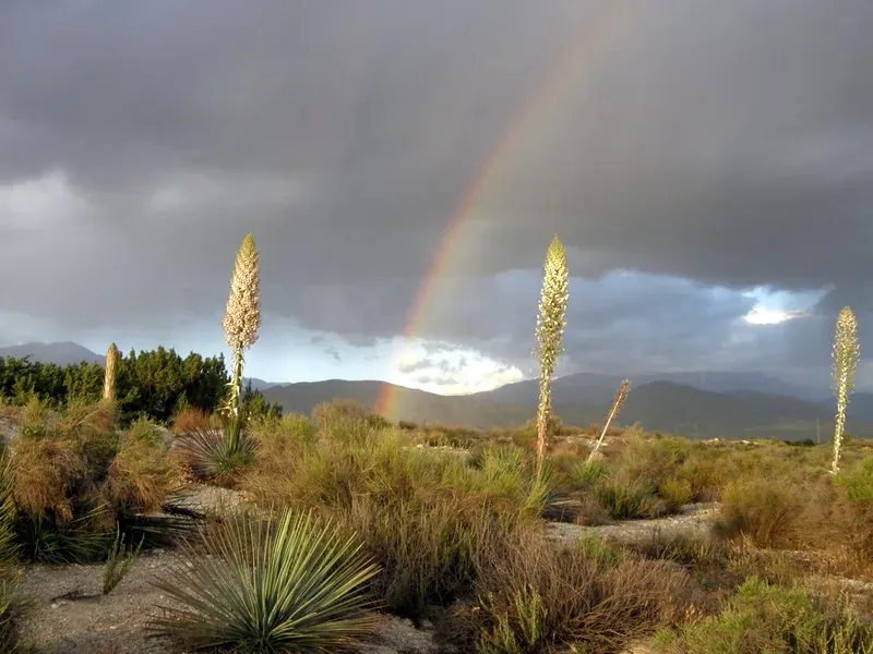 A rainbow arcing over blooming yucca stalks in the desert after a storm