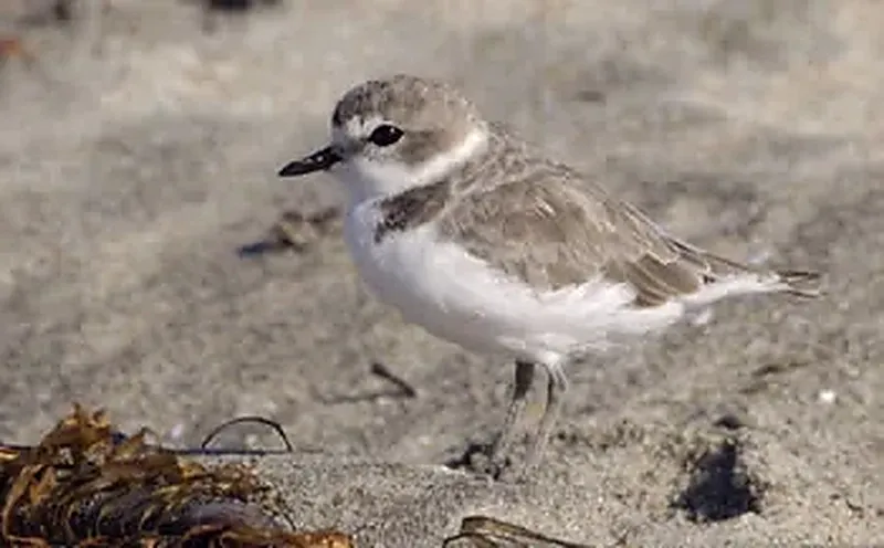 A western snowy plover on a sandy beach