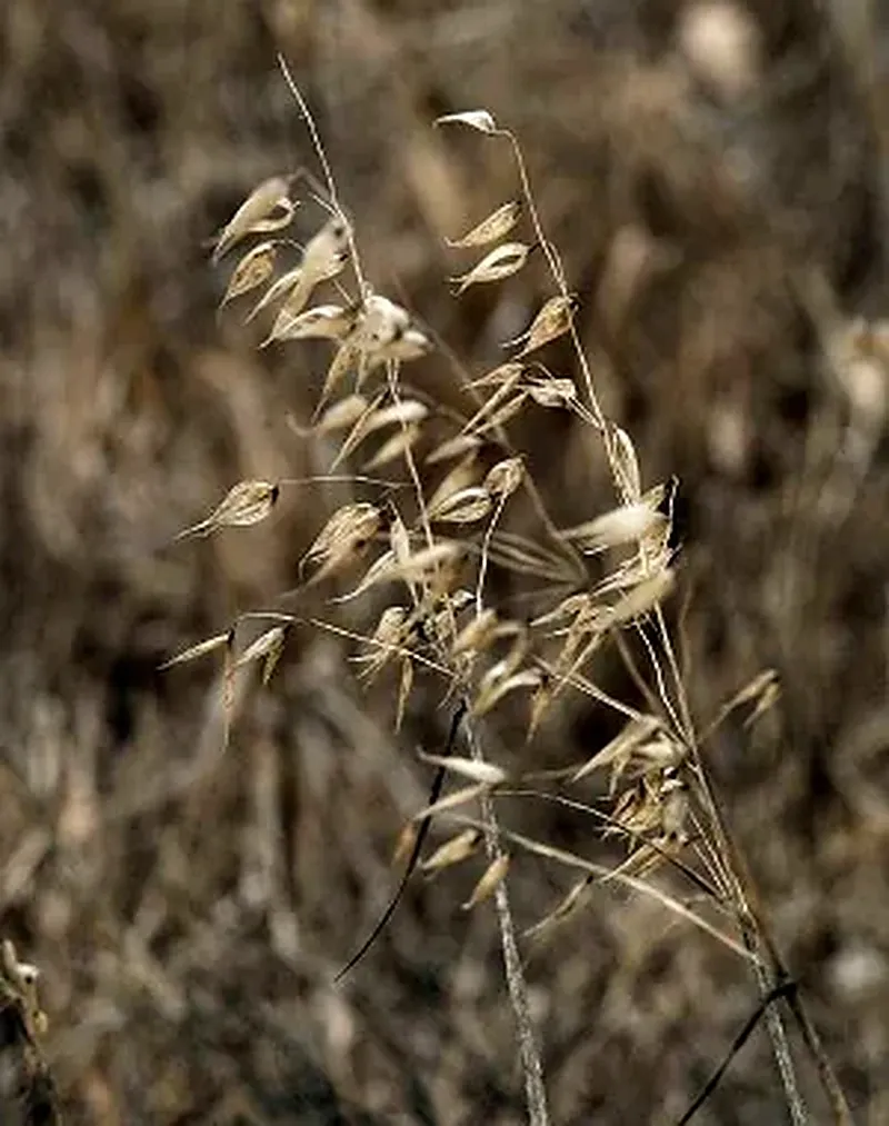 Backlit wild oat seed heads on a dry hillside